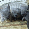 ブルーデグー♂の里親募集です☆