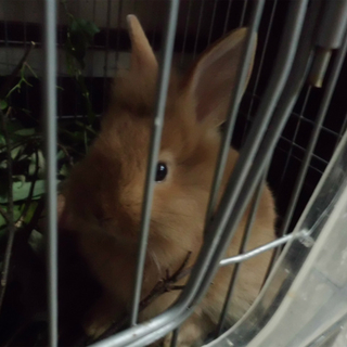６月４日生まれの子うさぎ２羽可愛い盛りです・・。