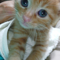 超甘えん坊な可愛い子猫ちゃんです☆