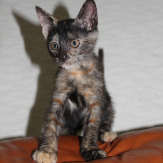 さびねこです！家族に迎えて下さいm(__)m