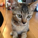 ムギワラ柄のこうめちゃん。