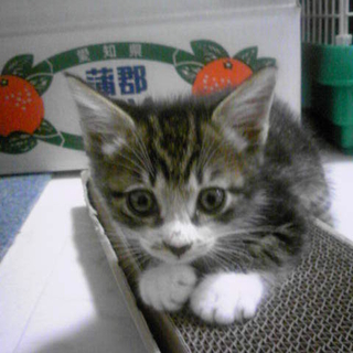名駅の野良猫の子供を助けて下さい。１