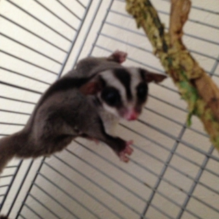 よろしくお願いします