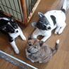 生後約3ヶ月のチビチビ サムネイル7