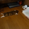 生後約3ヶ月のチビチビ サムネイル3