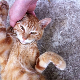 仔猫。母猫の里親募集