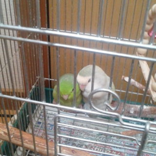 コザクラインコとマメルリハ