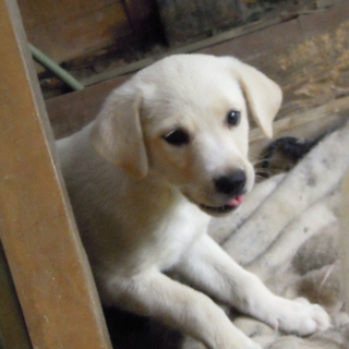 ♡子犬・メス・２ヶ月♡