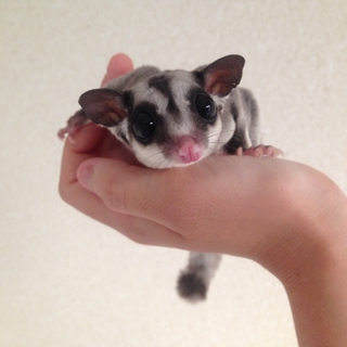 フクロモモンガの里親さん募集