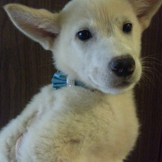 吠えない穏やかな仔犬生後２ヶ月里親募集