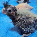 オカメインコ雛　２羽