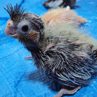 オカメインコ雛　２羽