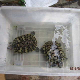 カメ吉（2匹）のお世話してくださる方募集
