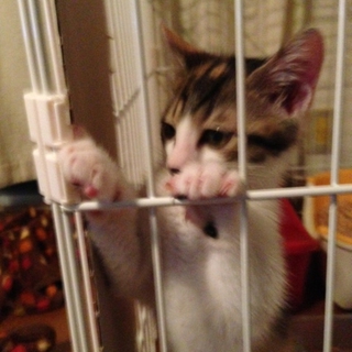 三毛猫・茶白兄妹