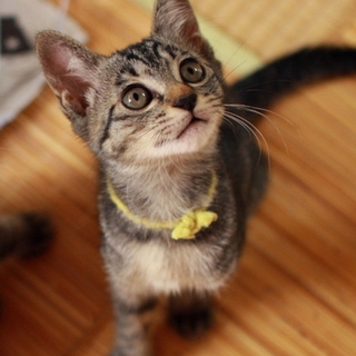 オス、メス可愛い子猫