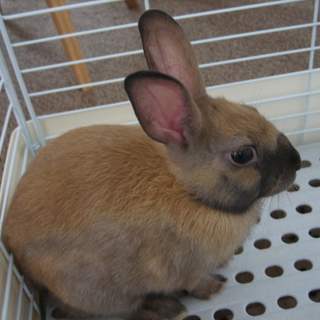 茶色いうさぎ