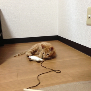 野良猫ちゃんを預かりました。