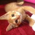 仔猫の多朗くん里親さん募集です。人に懐いています！
