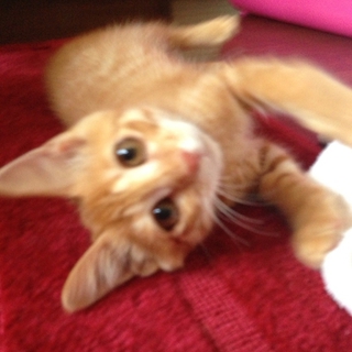 仔猫の多朗くん里親さん募集です。人に懐いています！