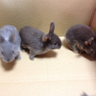 ミニレッキスの赤ちゃんの里親募集