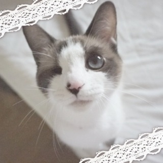 片目のハンデなんか気にしない♪美猫　10ヶ月くらい