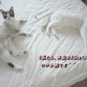 片目のハンデなんか気にしない♪美猫　10ヶ月くらい サムネイル3