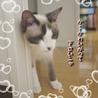 片目のハンデなんか気にしない♪美猫　10ヶ月くらい サムネイル6