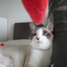 片目のハンデなんか気にしない♪美猫　10ヶ月くらい サムネイル4