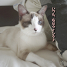 片目のハンデなんか気にしない♪美猫　10ヶ月くらい サムネイル2
