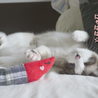 片目のハンデなんか気にしない♪美猫　10ヶ月くらい サムネイル5