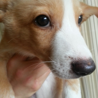 人懐っこい生後2カ月コーギー系mix仔犬