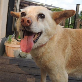 小山町多頭飼育現場より救済, おっとりした子