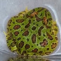 キャンセルにつき再度募集　ベルツノガエル
