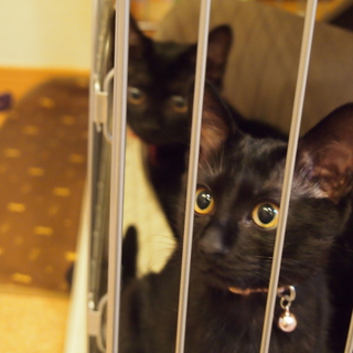 可愛い黒猫ちゃん！最後の一頭トライアル中です