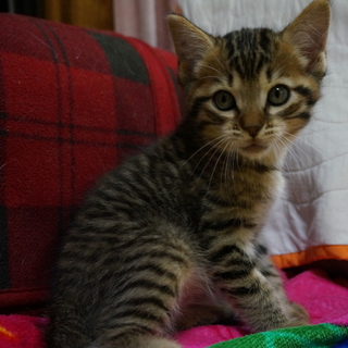 元気な子猫の里親募集