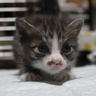 子猫ちゃんたちをもらってください
