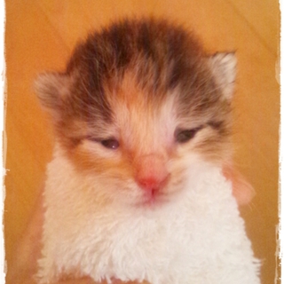 ☆保護した美猫ちゃん☆