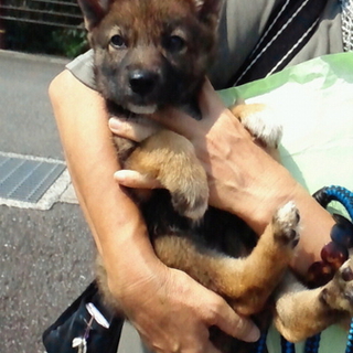 小ぶりで飼いやすいポロンちゃん