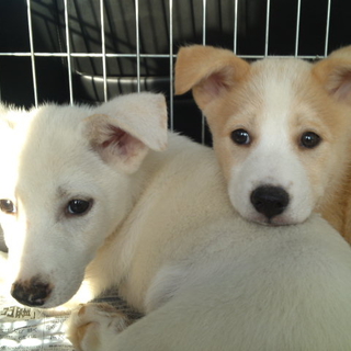 大人しい子犬達 香川県 犬の里親募集 ペットのおうち 月間利用者150万人