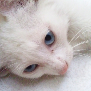 ブルーアイで真っ白な仔猫