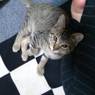キジトラ、オス、推定4か月の里親探しています