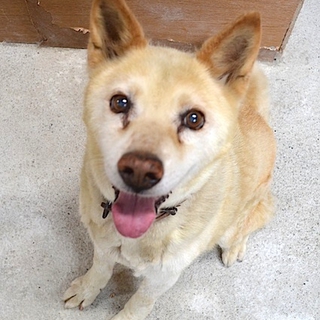 柴系mix♂ 幸雄くん