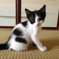 元気いっぱい子猫（黒白ぶち）