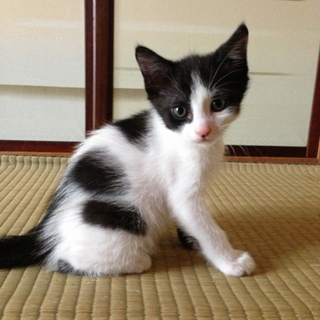元気いっぱい子猫（黒白ぶち）