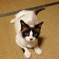 甘えん坊なパンダ柄の猫