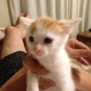 仔猫　1カ月半くらい