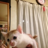 仔猫　1カ月半くらい サムネイル2