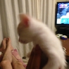 仔猫　1カ月半くらい サムネイル3