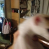 仔猫　1カ月半くらい サムネイル4