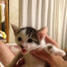 2か月の仔猫です サムネイル2